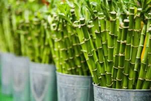Sustainable material